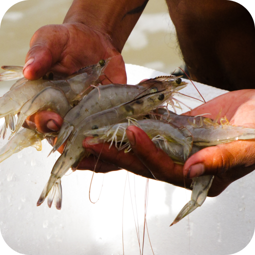 sea image in farming
