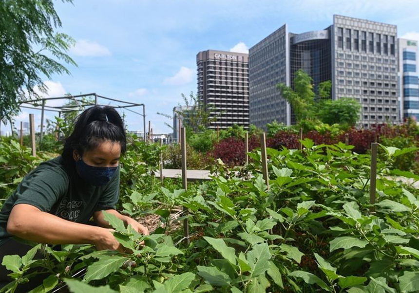 Bloomberg: Singapore’s Investment in Urban Farming Isn’t Just Trendy
